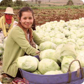 Asian women squatting in a field and picking cabbage smile for a photo, their large baskets already filled with the vegetable.