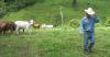 Farmer with livestock