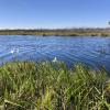 Tradeoffs in Habitat Value to Maximize Natural Resource Benefits From Coastal Restoration in a Rapidly Eroding Wetland: Is Monitoring Land Area Sufficient?