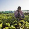 The African Union’s Approach to Integrating Sustainable Food Systems in Climate Action